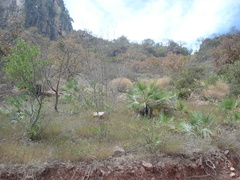 Brahea calcarea, photograph author not stated, no rights reserved