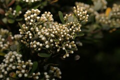 Ozothamnus antennaria, photograph (c) Greg Tasney, some rights reserved (CC BY-SA)