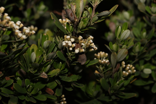 Ozothamnus antennaria, photograph 6