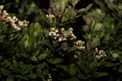 Ozothamnus antennaria, photograph (c) Greg Tasney, some rights reserved (CC BY-SA)