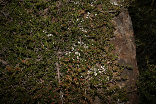 Image of Leptospermum rupestre by (c) Greg Tasney, some rights reserved (CC BY-SA)