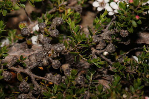 Image of Leptospermum rupestre by (c) Greg Tasney, some rights reserved (CC BY-SA)