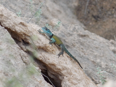 Sceloporus minor
