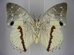 Charaxes hadrianus