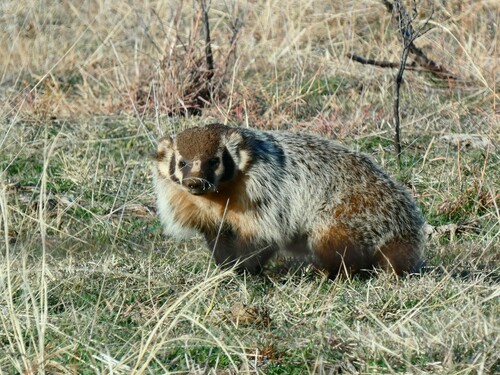American Badger photographed in Kansas