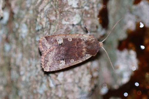 Red-headed Chestnut, Ede, NL-GE, NL, photo 7 of 10