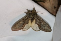 Peridea anceps