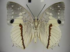 Charaxes hadrianus