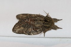 Peridea anceps