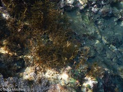 Thyroscyphus ramosus