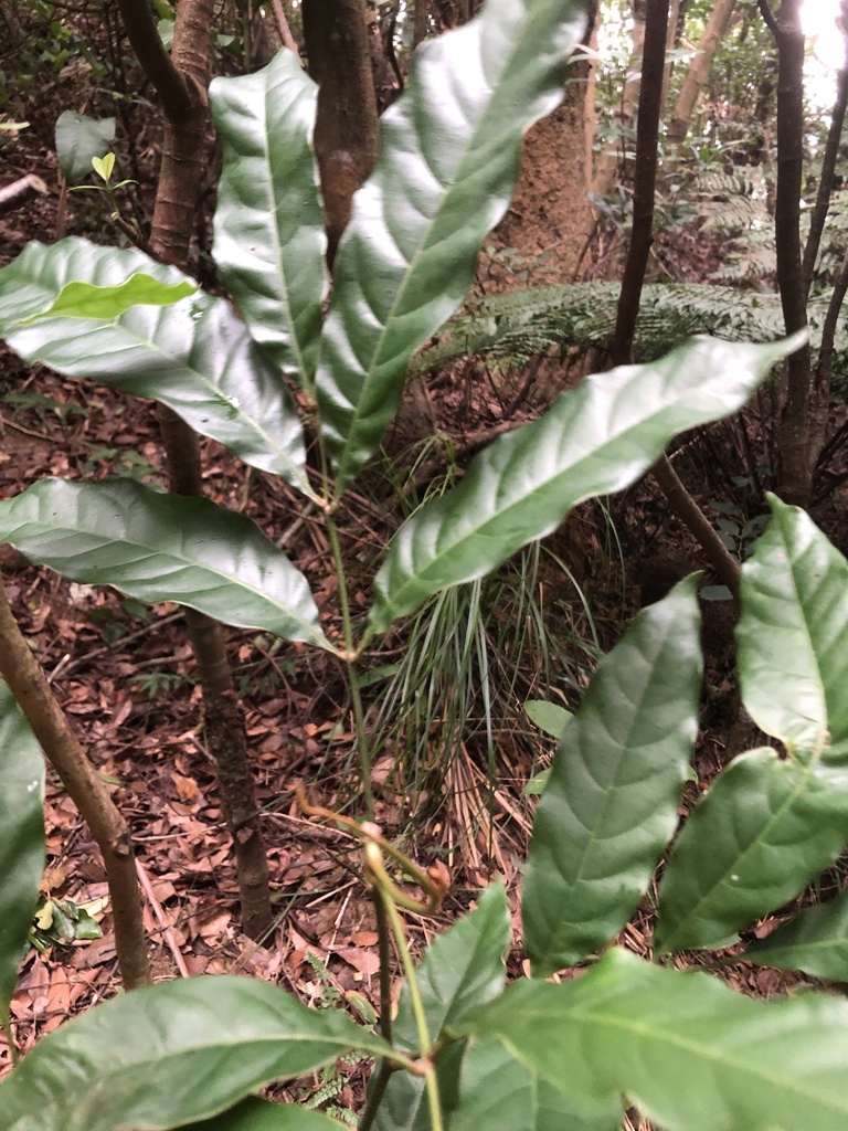 Engelhardia roxburghiana; photograph 鄭雪雲, CC BY, iNaturalist via GBIF