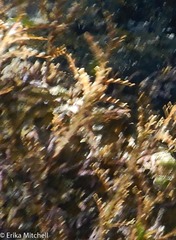 Thyroscyphus ramosus