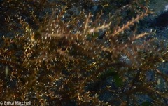 Thyroscyphus ramosus