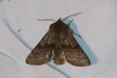 Orthosia opima