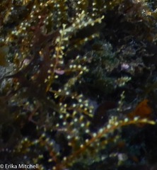 Thyroscyphus ramosus