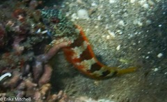 Malacoctenus triangulatus