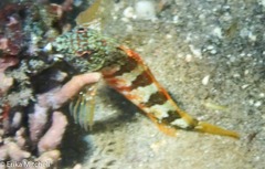 Malacoctenus triangulatus