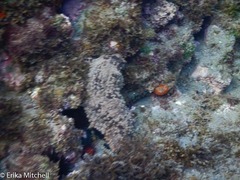 Astichopus multifidus