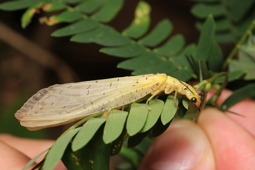Chloronia corripiens photo 6