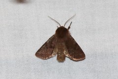 Cerastis rubricosa
