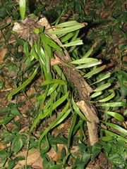 Pyrrosia