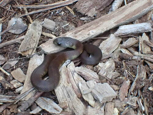 Tiger Snake sighting