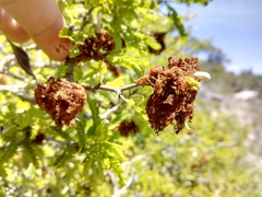 Painteria elachistophylla