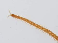 Bothriogaster signata