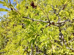 Painteria elachistophylla