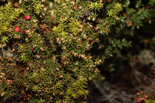 Image of Mountain Pinkberry (Leptecophylla parvifolia) by (c) Greg Tasney, some rights reserved (CC BY-SA)