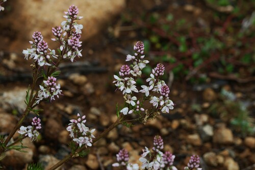 Image of Veronica nivea by (c) Greg Tasney, some rights reserved (CC BY-SA)