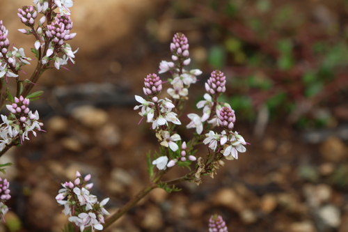 Image of Veronica nivea by (c) Greg Tasney, some rights reserved (CC BY-SA)