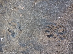 Didelphis marsupialis