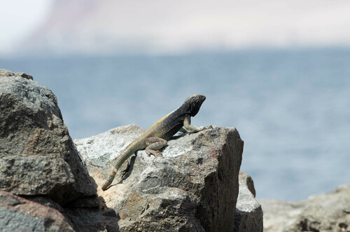 Four-banded Pacific Iguana, Microlophus quadrivittatus