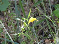 Calochortus amabilis