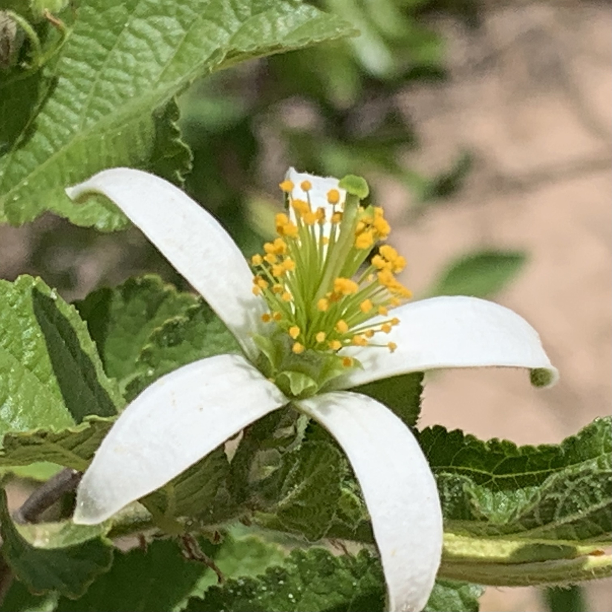 Star Raisin (Grewia avellana)