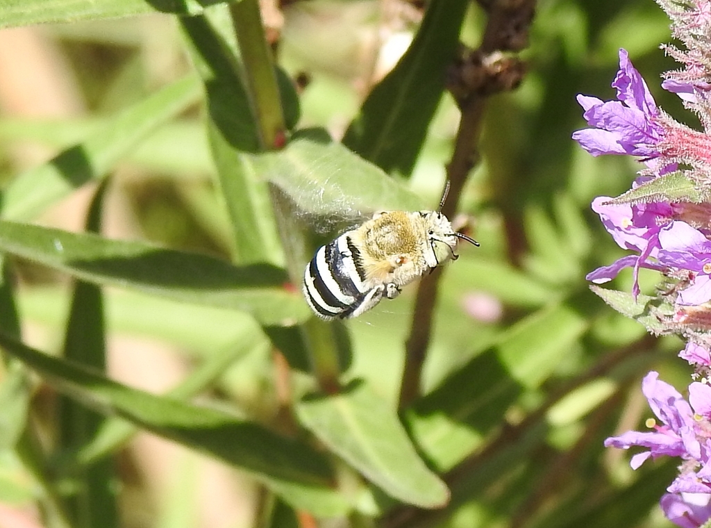 blue-banded-and-allied-digger-bees-from-yalukit-willam-nature-reserve