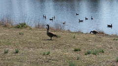 Branta canadensis