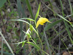 Calochortus amabilis