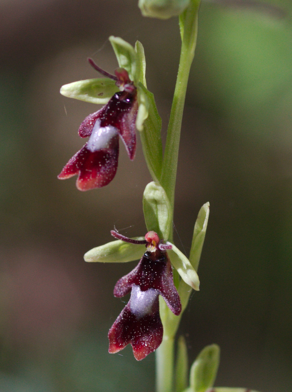 Ophrys