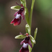 Bee Orchids - Photo (c) Benoit NABHOLZ, some rights reserved (CC BY-NC)
