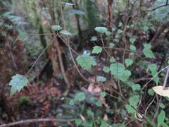 Rubus australis