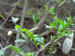 Sideroxylon celastrinum