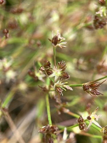 Bulbous rush (Juncus bulbosus)