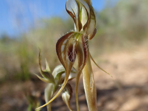 Pterostylis arenicola M.A.Clem. & J.Stewart