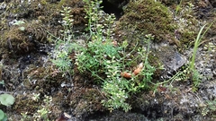 Teesdalia coronopifolia