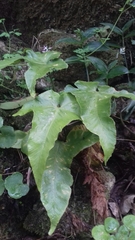 Asplenium hemionitis