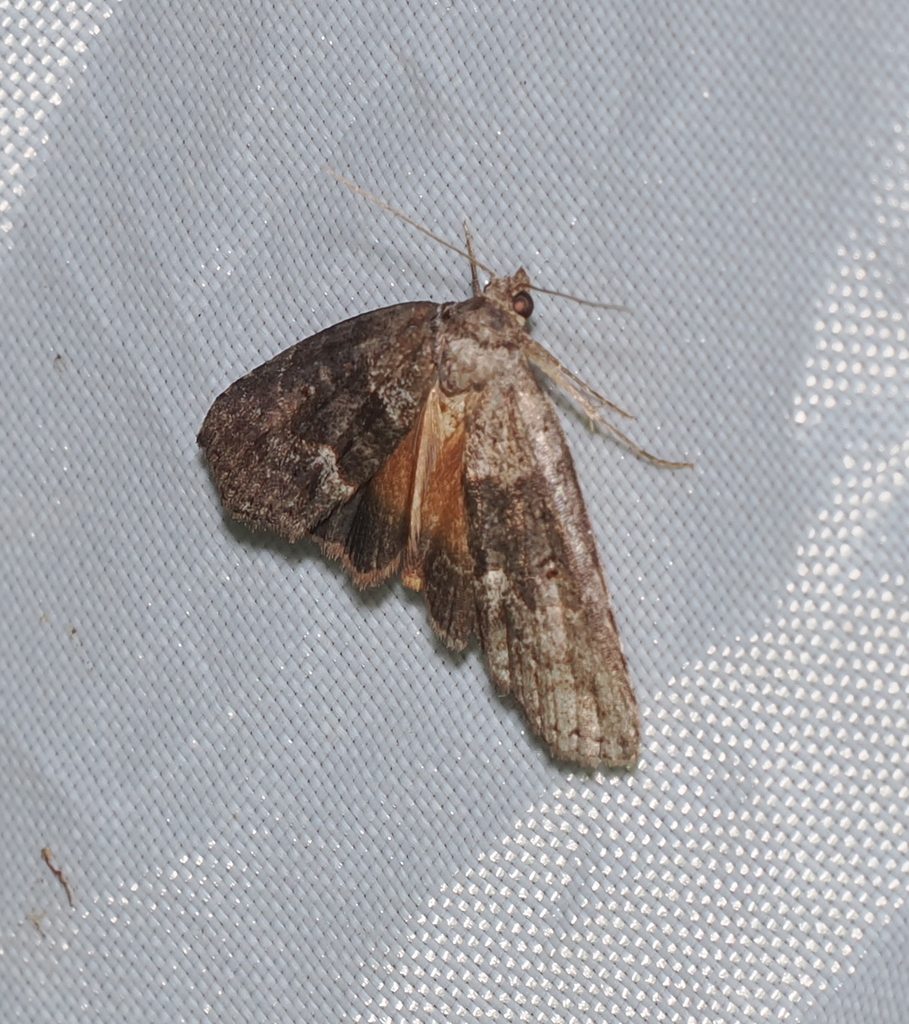 Geometer Moths from Tamborine Mountain QLD 4272, Australia on December ...