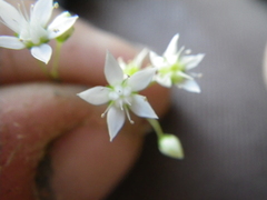 Crassula umbraticola