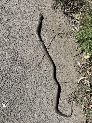 Tiger Snake sighting